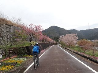 お花見・桜MTB　～寺尾千本桜編～